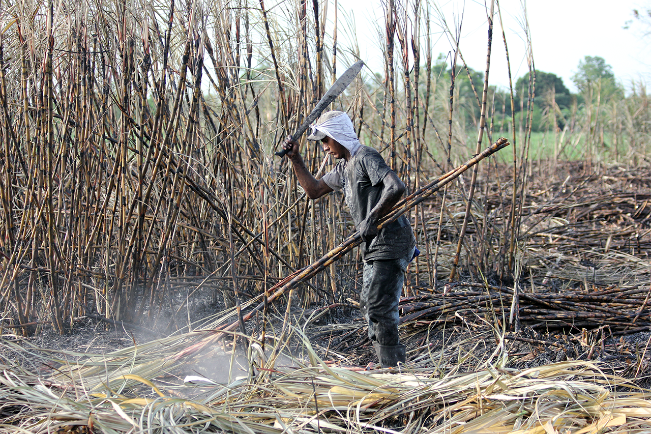 Sugarcane Cutter