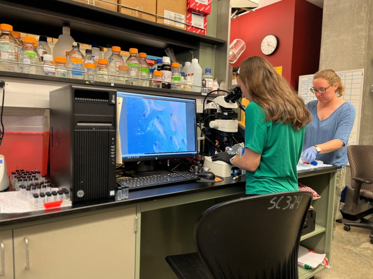 NKU Biological Sciences student and faculty conducting summer research in the lab