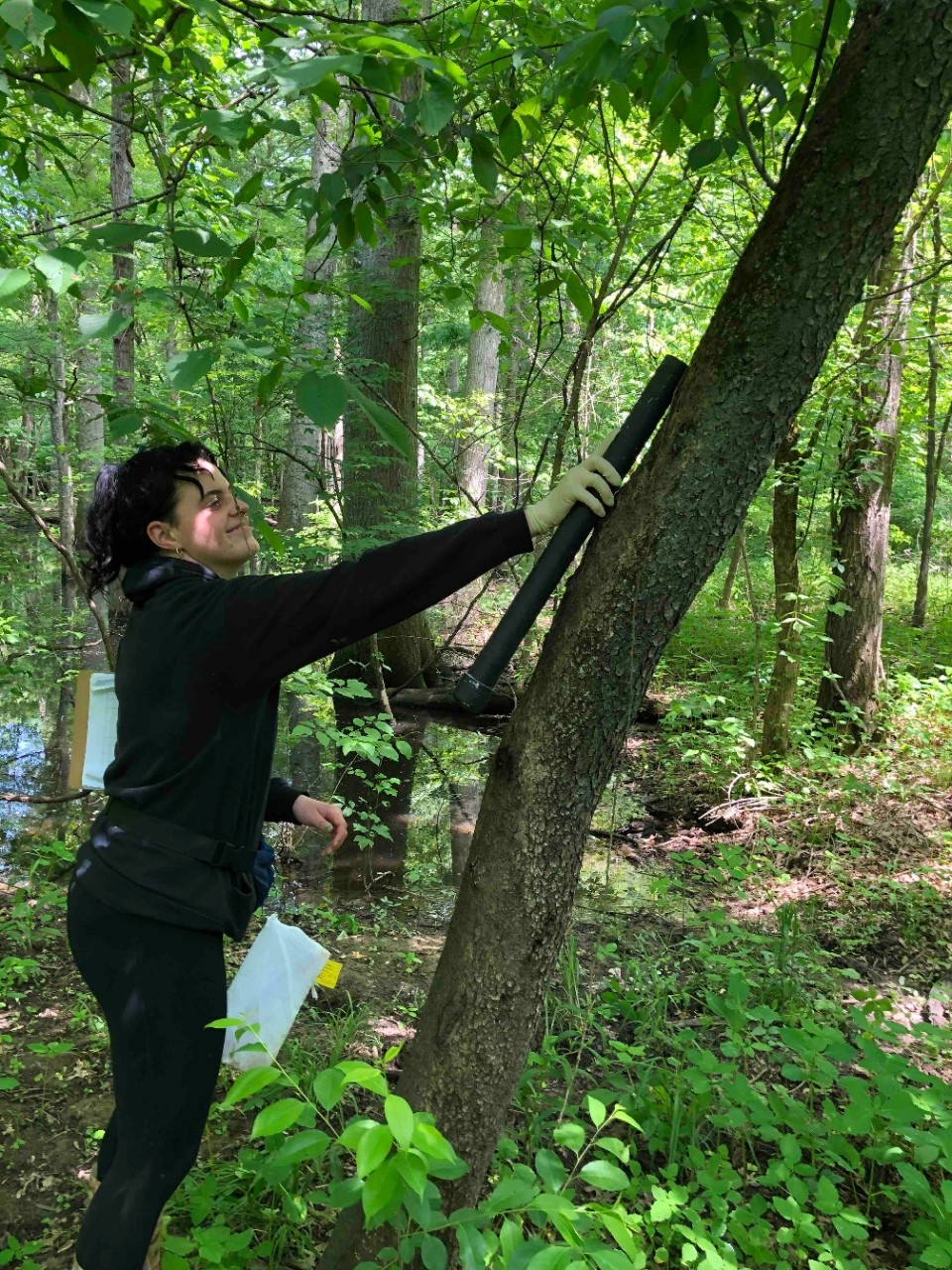 Checking a treefrog trap