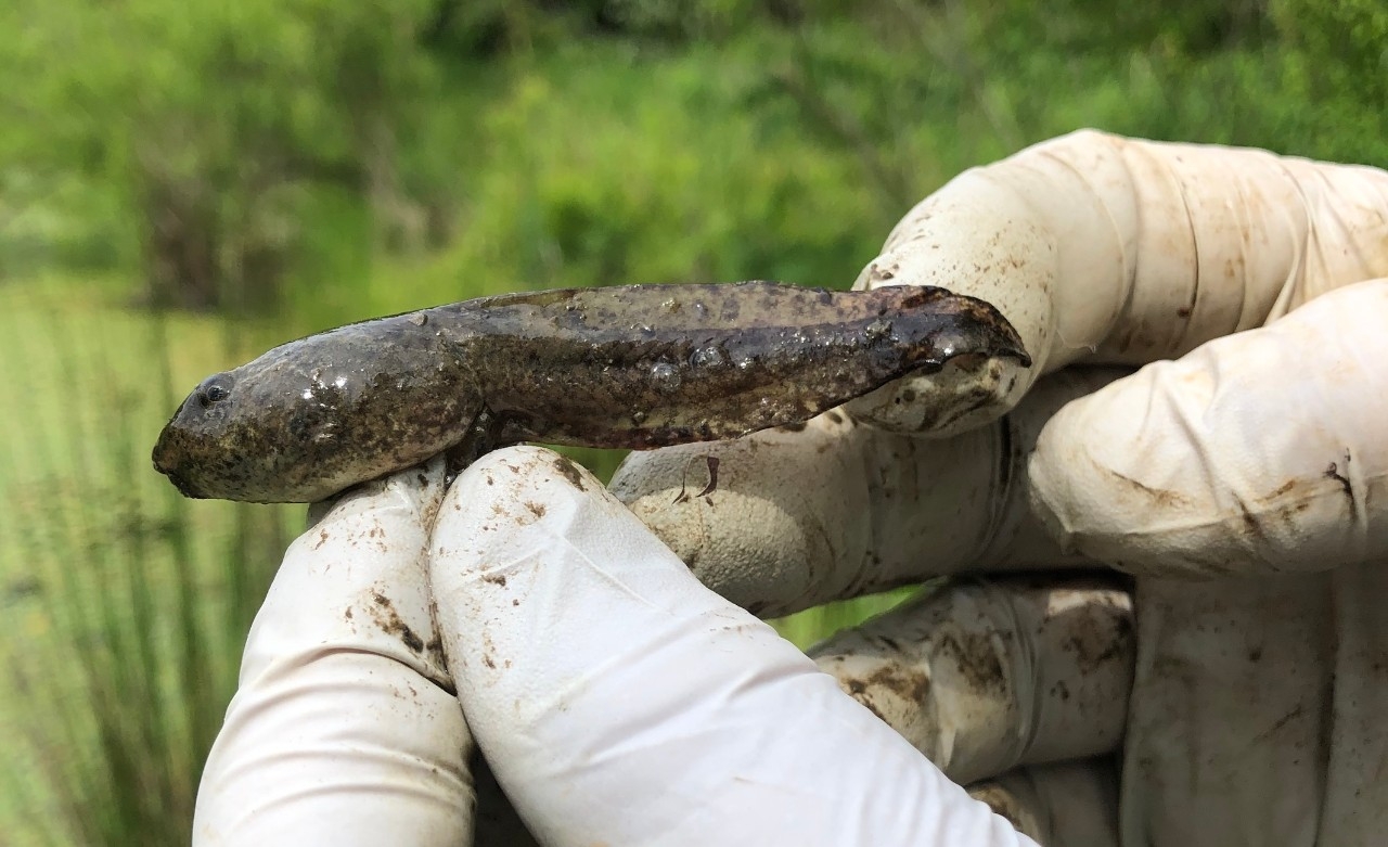 A green frog tadpole