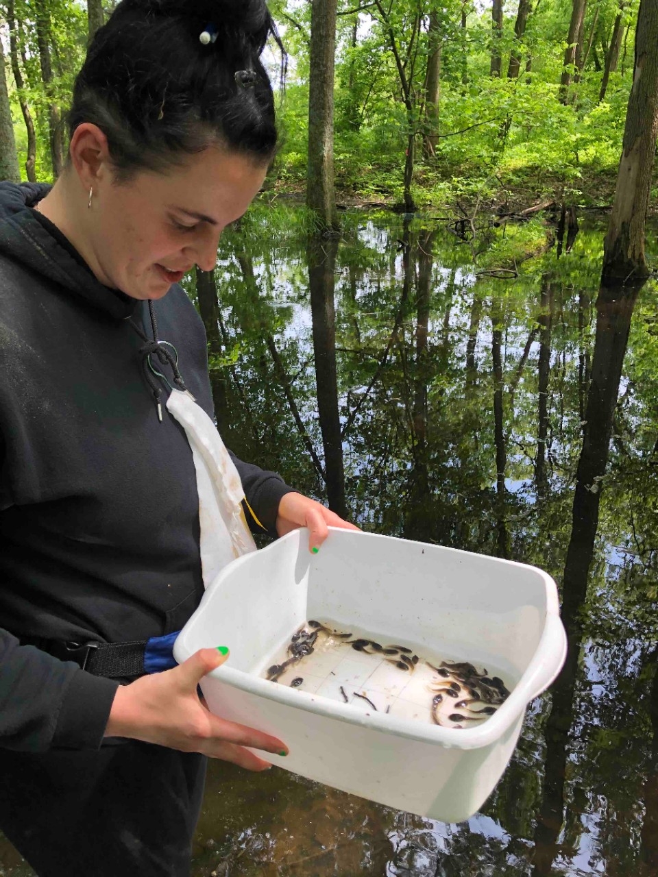 Sorting tadpoles in a tray