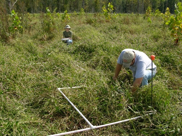 wetlands sampling 1