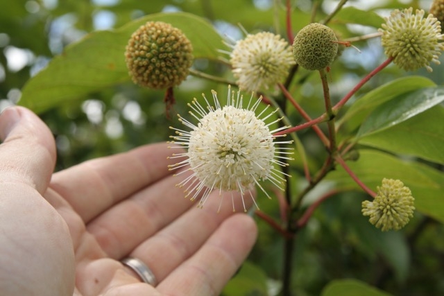 puff ball flowers