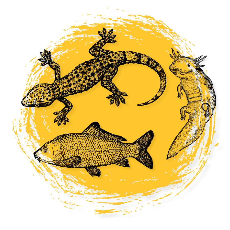 Black and gold graphic of fish and reptiles