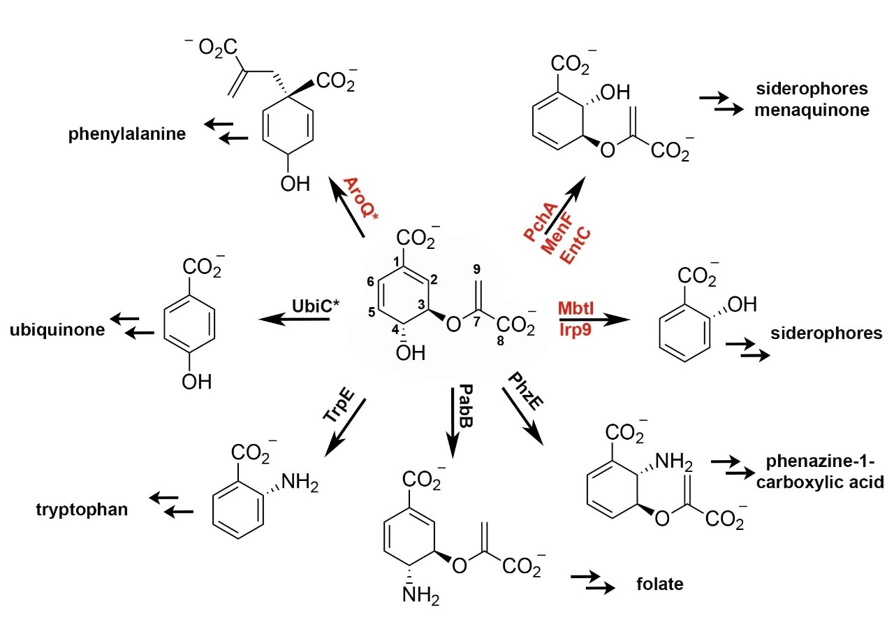 MST Enzymes Diagram